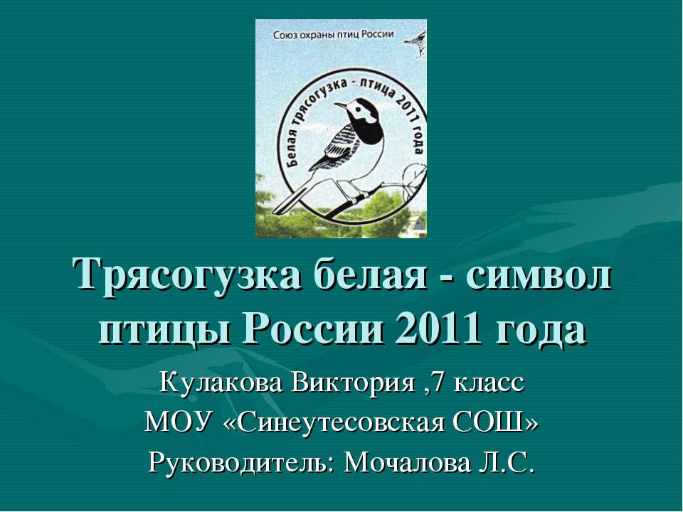 Трясогузка белая - символ птицы России 2011 года  - Скачать презентации бесплатно | Читать или скачать учебники для школы онлайн бесплатно ☑ Школьные учебники school-textbook.com
