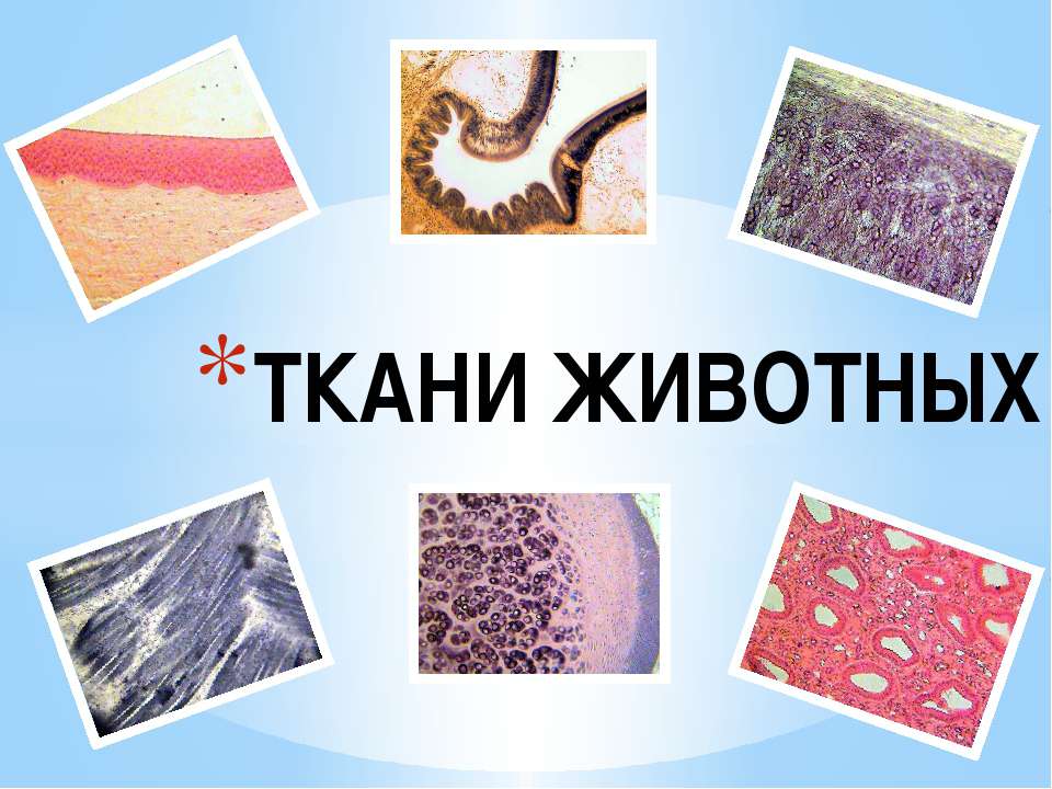 Ткани животных  - Скачать презентации бесплатно | Читать или скачать учебники для школы онлайн бесплатно ☑ Школьные учебники school-textbook.com