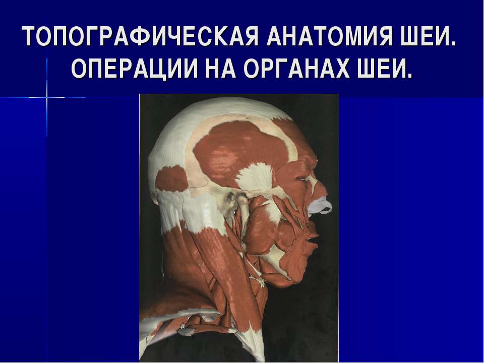 Топографическая анатомия шеи. Операции на органах шеи  - Скачать презентации бесплатно | Читать или скачать учебники для школы онлайн бесплатно ☑ Школьные учебники school-textbook.com