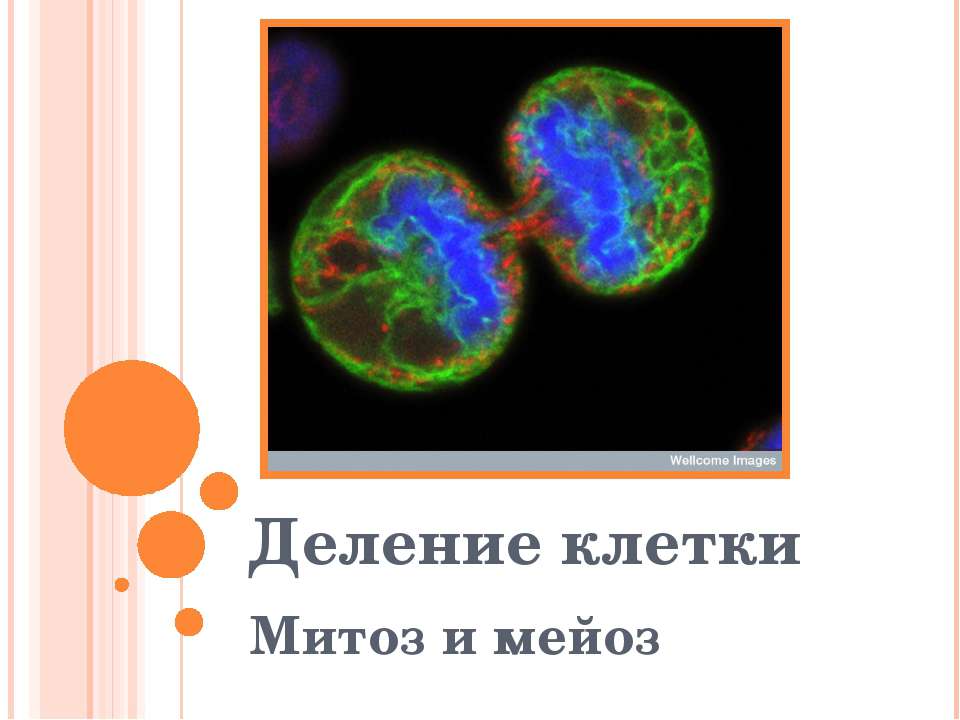 Деление клетки. Митоз и мейоз  - Скачать презентации бесплатно | Читать или скачать учебники для школы онлайн бесплатно ☑ Школьные учебники school-textbook.com