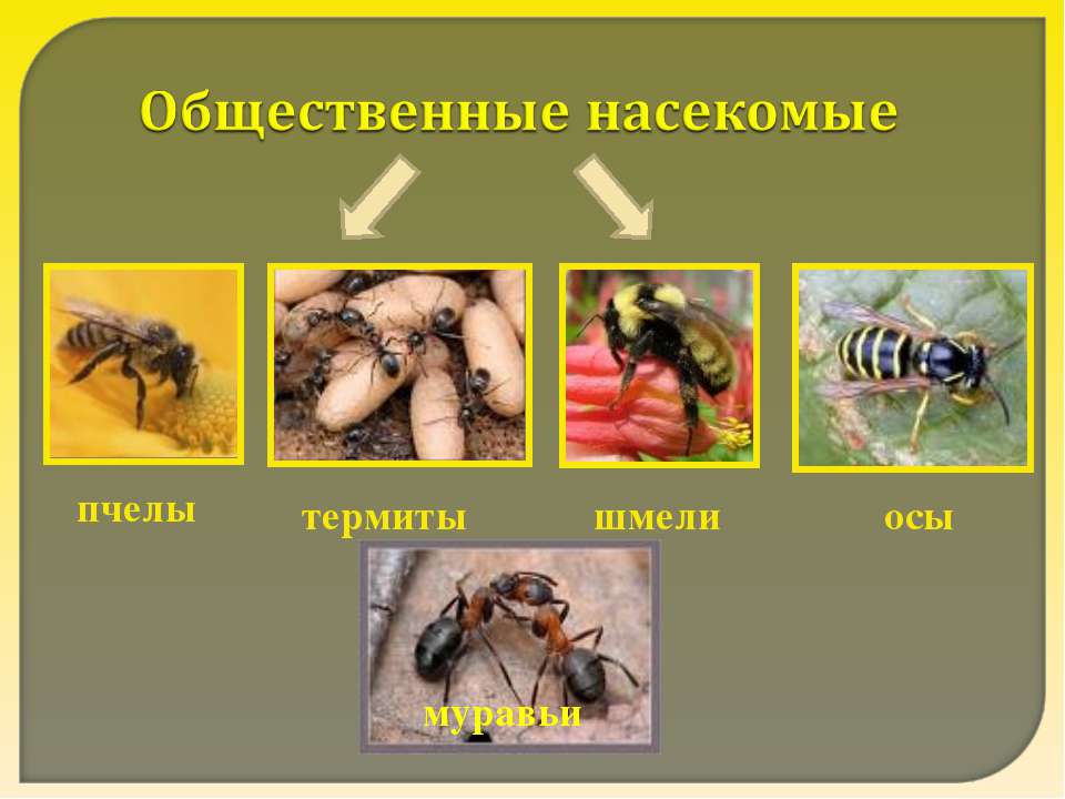 Общественные насекомые  - Скачать презентации бесплатно | Читать или скачать учебники для школы онлайн бесплатно ☑ Школьные учебники school-textbook.com