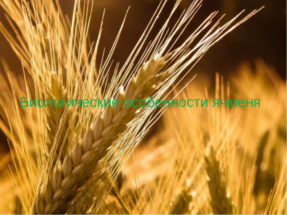 Биологические особенности ячменя - Скачать презентации бесплатно ☑ Презентации по предметам на gdz-books.ru