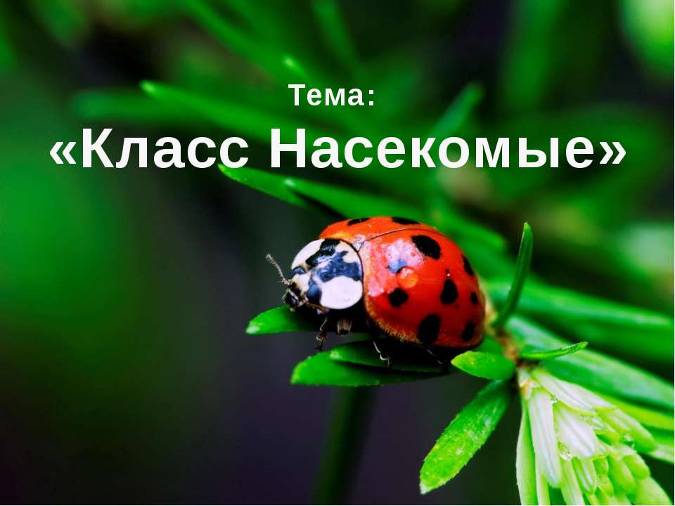 Класс Насекомые  - Скачать презентации бесплатно | Читать или скачать учебники для школы онлайн бесплатно ☑ Школьные учебники school-textbook.com
