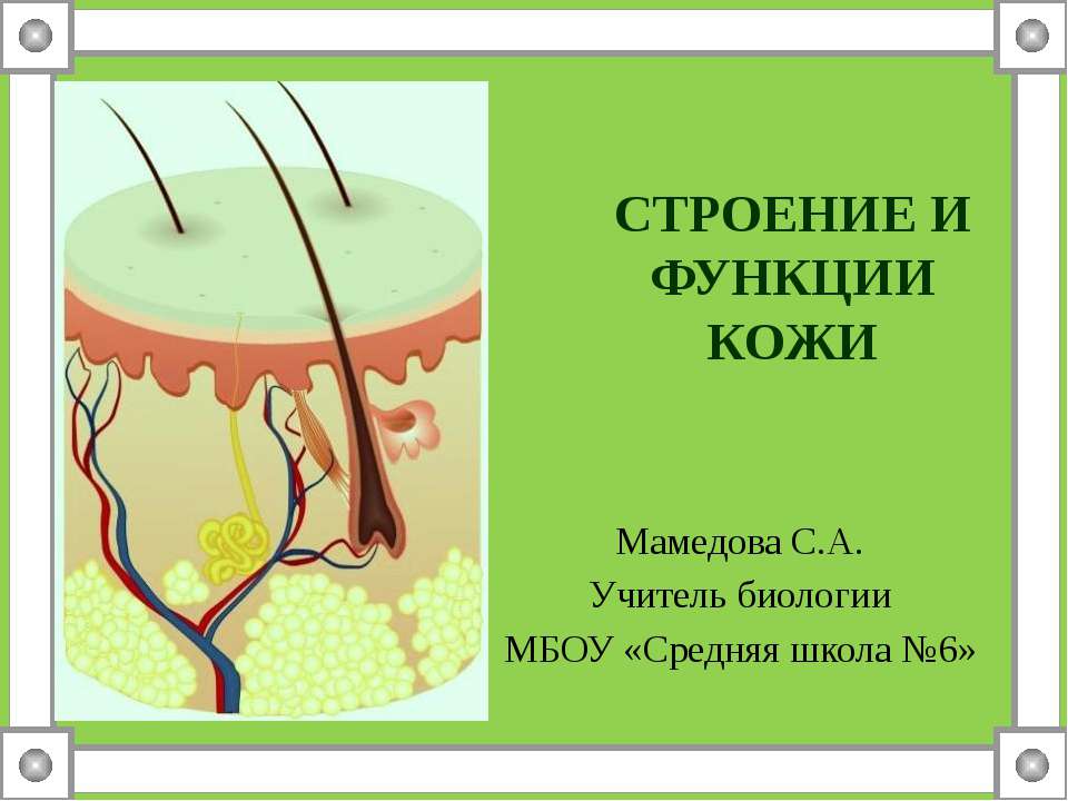Строение и функции кожи  - Скачать презентации бесплатно | Читать или скачать учебники для школы онлайн бесплатно ☑ Школьные учебники school-textbook.com