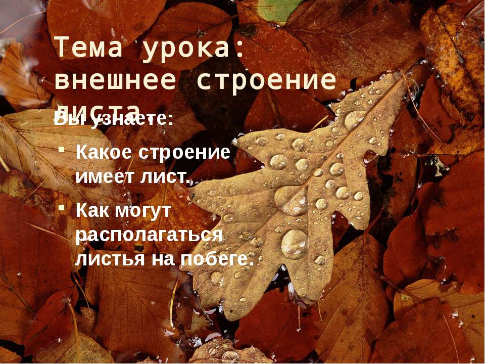 Внешнее строение листа  - Скачать презентации бесплатно | Читать или скачать учебники для школы онлайн бесплатно ☑ Школьные учебники school-textbook.com