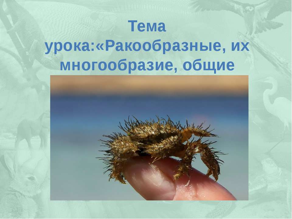 Ракообразные, их многообразие, общие черты и значение - Скачать презентации бесплатно ☑ Презентации по предметам на gdz-books.ru