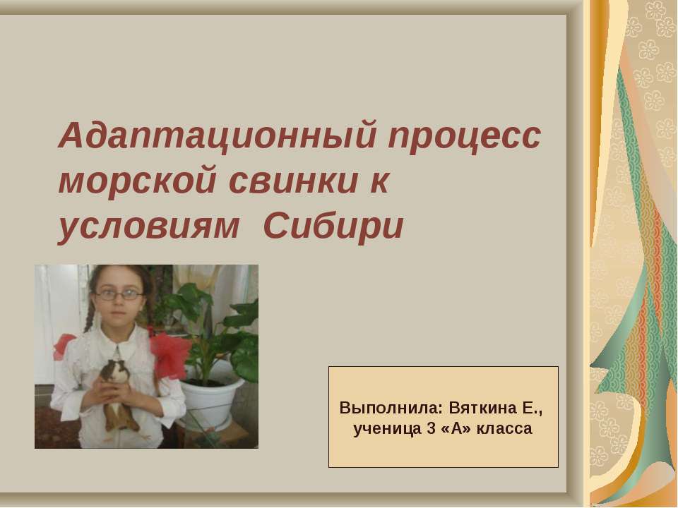 Адаптационный процесс морской свинки к условиям Сибири  - Скачать презентации бесплатно | Читать или скачать учебники для школы онлайн бесплатно ☑ Школьные учебники school-textbook.com
