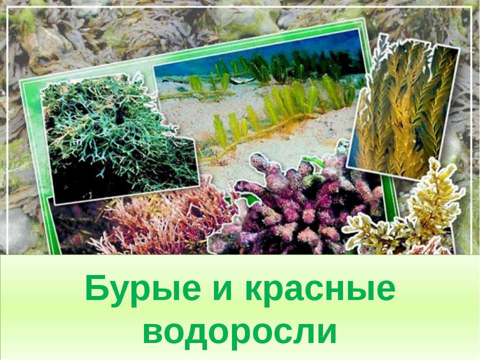 Бурые и красные водоросли  - Скачать презентации бесплатно | Читать или скачать учебники для школы онлайн бесплатно ☑ Школьные учебники school-textbook.com