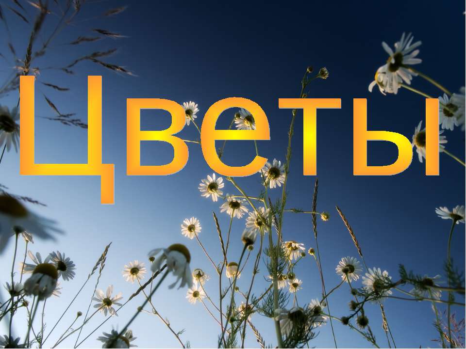 Цветы - Скачать презентации бесплатно ☑ Презентации по предметам на gdz-books.ru