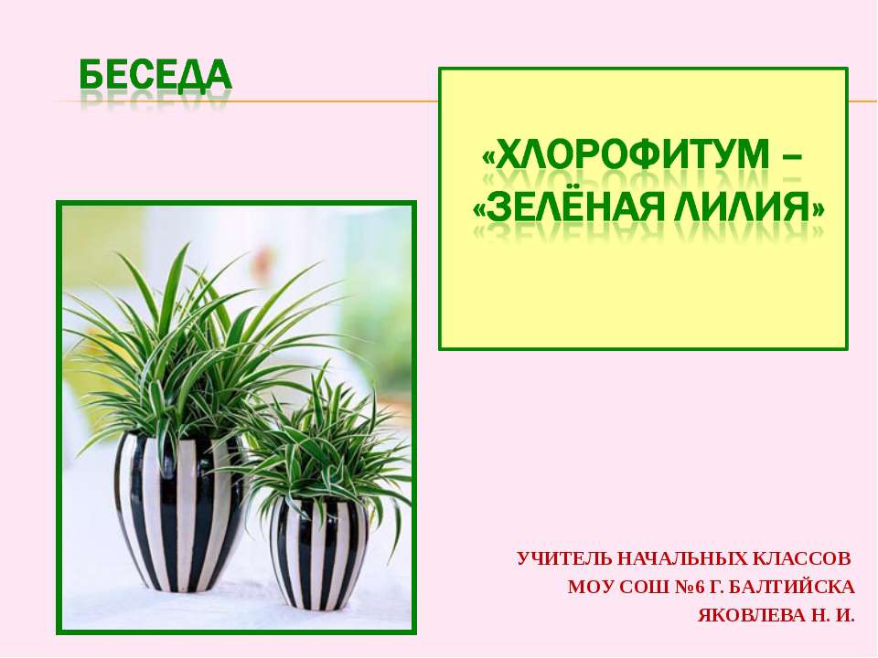 Хлорофитум - "зеленая лилия" - Скачать презентации бесплатно ☑ Презентации по предметам на gdz-books.ru
