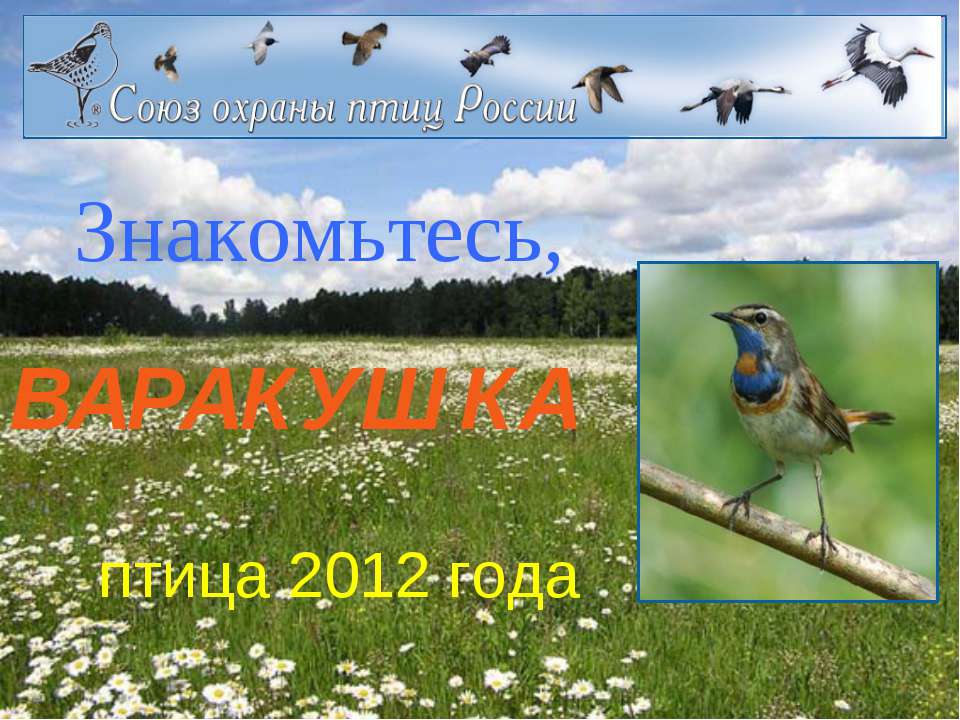 Варакушка - Скачать презентации бесплатно ☑ Презентации по предметам на gdz-books.ru