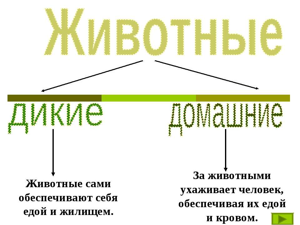 Животные  - Скачать презентации бесплатно | Читать или скачать учебники для школы онлайн бесплатно ☑ Школьные учебники school-textbook.com