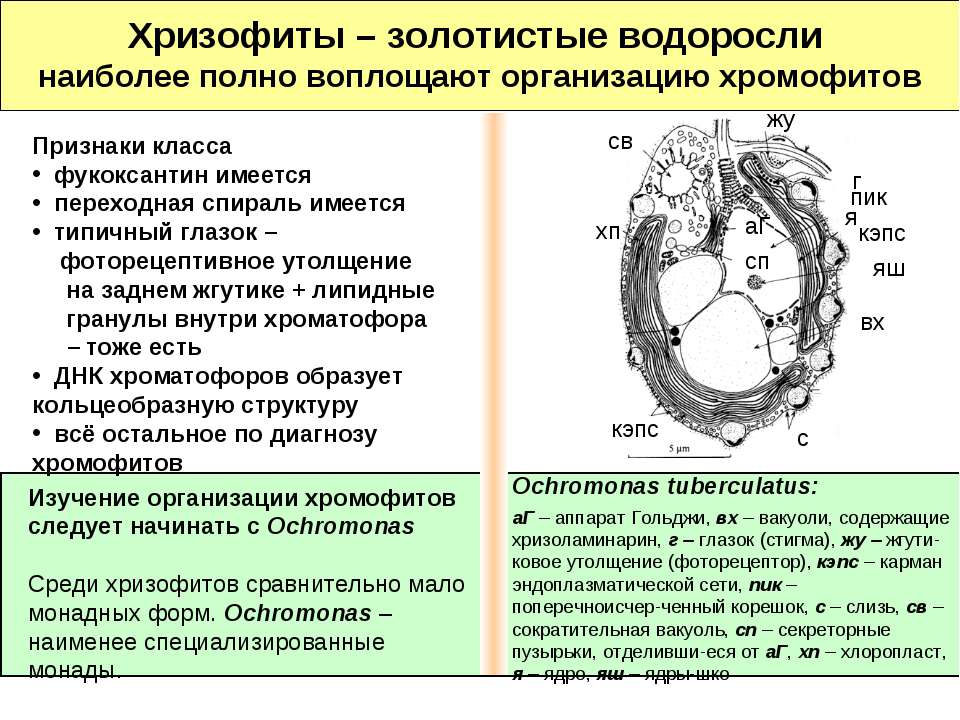 Хризофиты – золотистые водоросли  - Скачать презентации бесплатно | Читать или скачать учебники для школы онлайн бесплатно ☑ Школьные учебники school-textbook.com