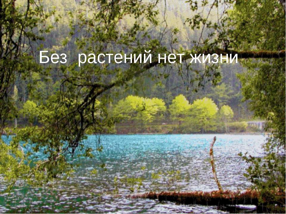 Без растений нет жизни  - Скачать презентации бесплатно | Читать или скачать учебники для школы онлайн бесплатно ☑ Школьные учебники school-textbook.com