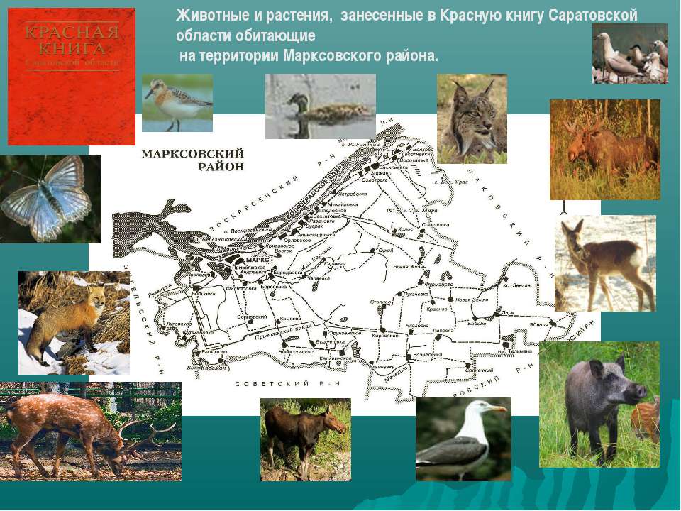 Животные и растения, занесенные в Красную книгу Саратовской области обитающие на территории Марксовского района  - Скачать презентации бесплатно | Читать или скачать учебники для школы онлайн бесплатно ☑ Школьные учебники school-textbook.com