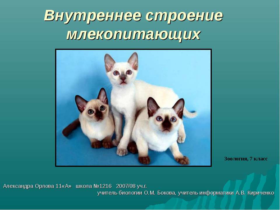 Внутреннее строение млекопитающих - Скачать презентации бесплатно ☑ Презентации по предметам на gdz-books.ru
