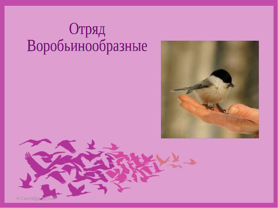 Отряд Воробьинообразные  - Скачать презентации бесплатно | Читать или скачать учебники для школы онлайн бесплатно ☑ Школьные учебники school-textbook.com