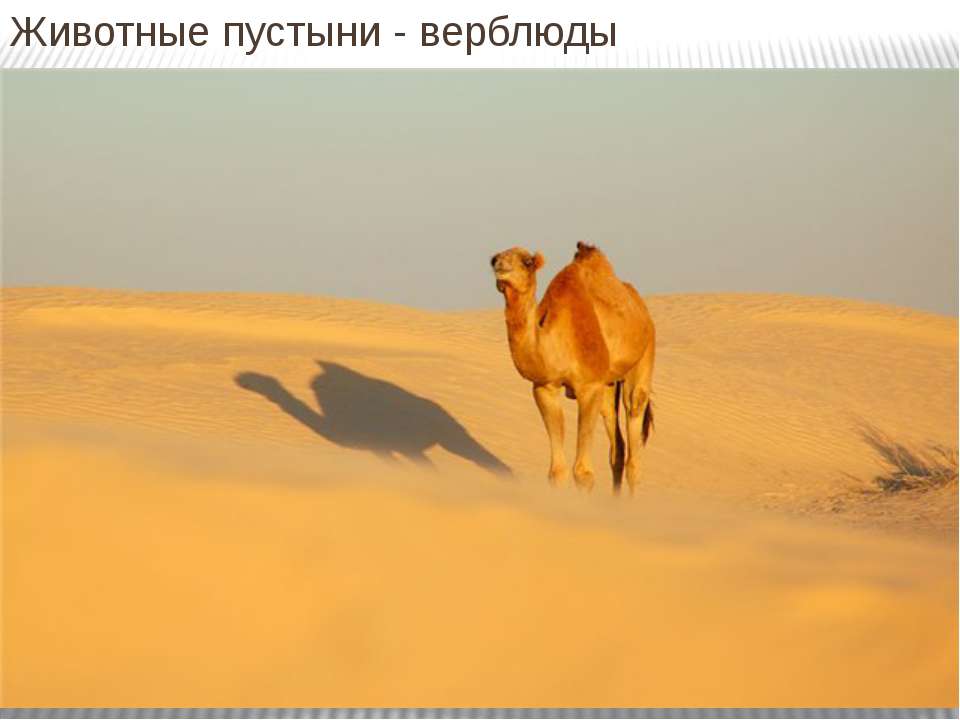 Животные пустыни  - Скачать презентации бесплатно | Читать или скачать учебники для школы онлайн бесплатно ☑ Школьные учебники school-textbook.com