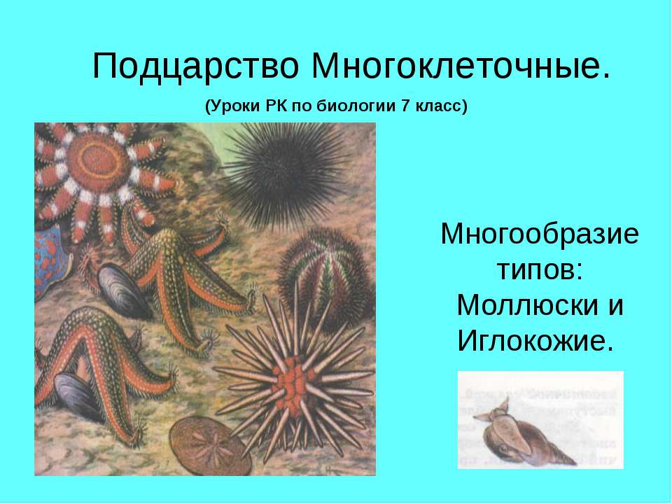 Подцарство Многоклеточные  - Скачать презентации бесплатно | Читать или скачать учебники для школы онлайн бесплатно ☑ Школьные учебники school-textbook.com