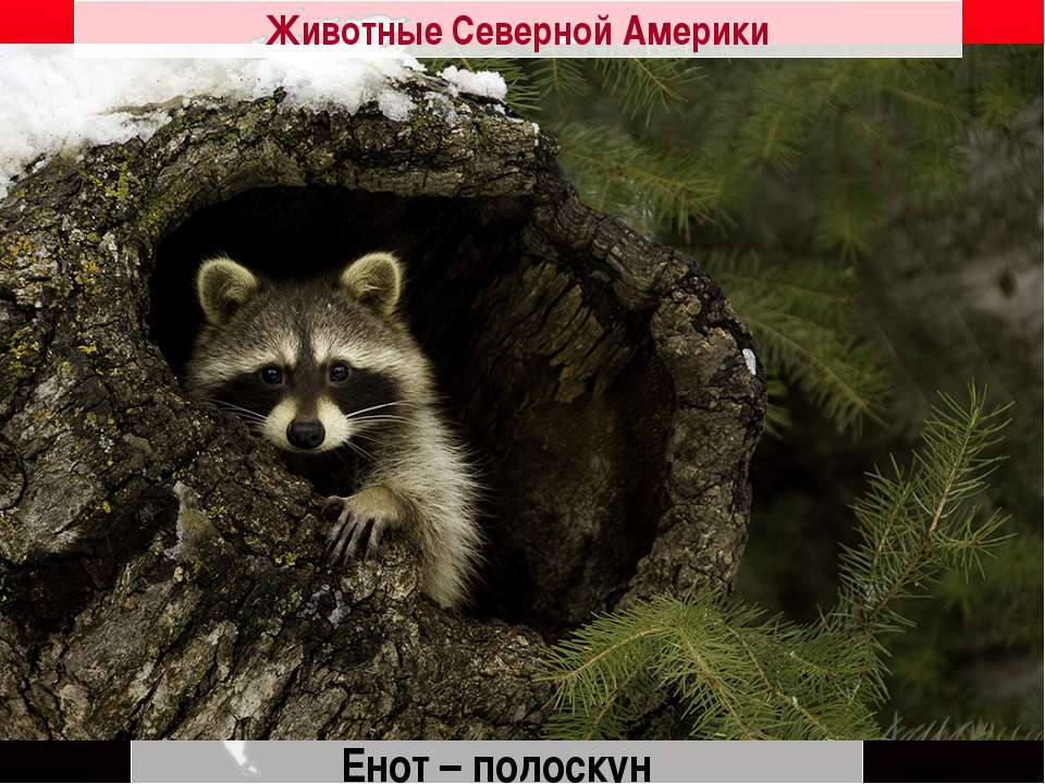 Животные Северной Америки - Скачать презентации бесплатно ☑ Презентации по предметам на gdz-books.ru