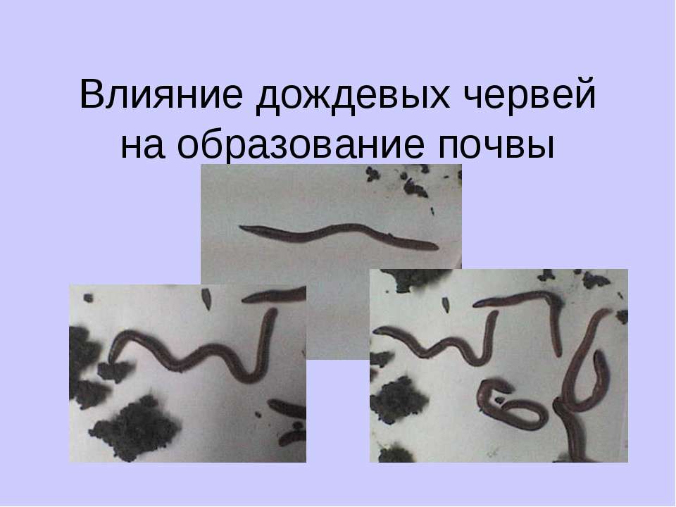 Влияние дождевых червей на образование почвы  - Скачать презентации бесплатно | Читать или скачать учебники для школы онлайн бесплатно ☑ Школьные учебники school-textbook.com