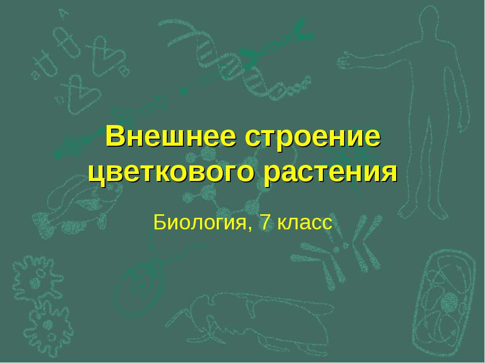 Внешнее строение цветкового растения  - Скачать презентации бесплатно | Читать или скачать учебники для школы онлайн бесплатно ☑ Школьные учебники school-textbook.com