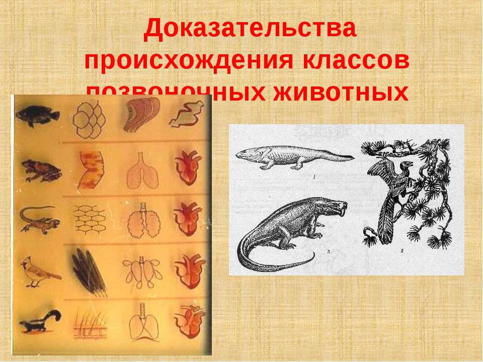 Доказательства происхождения классов позвоночных животных  - Скачать презентации бесплатно | Читать или скачать учебники для школы онлайн бесплатно ☑ Школьные учебники school-textbook.com