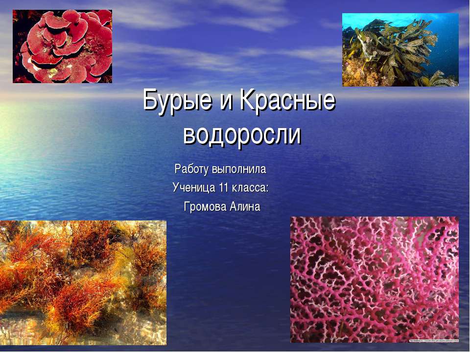 Бурые и красные водоросли (11 класс)  - Скачать презентации бесплатно | Читать или скачать учебники для школы онлайн бесплатно ☑ Школьные учебники school-textbook.com