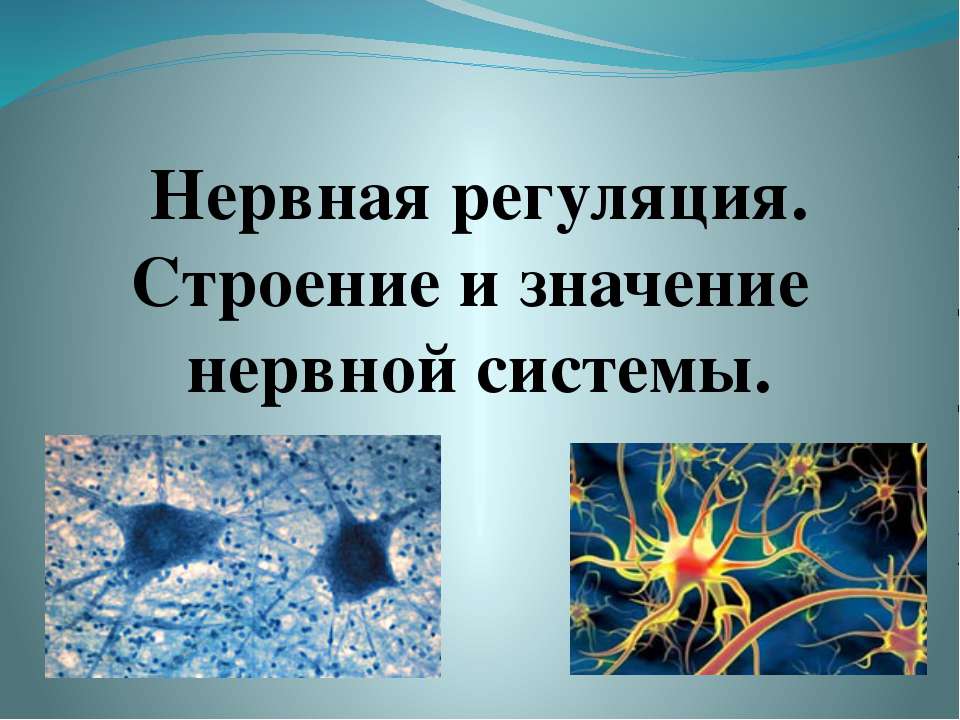 Нервная регуляция. Строение и значение нервной системы - Скачать презентации бесплатно ☑ Презентации по предметам на gdz-books.ru