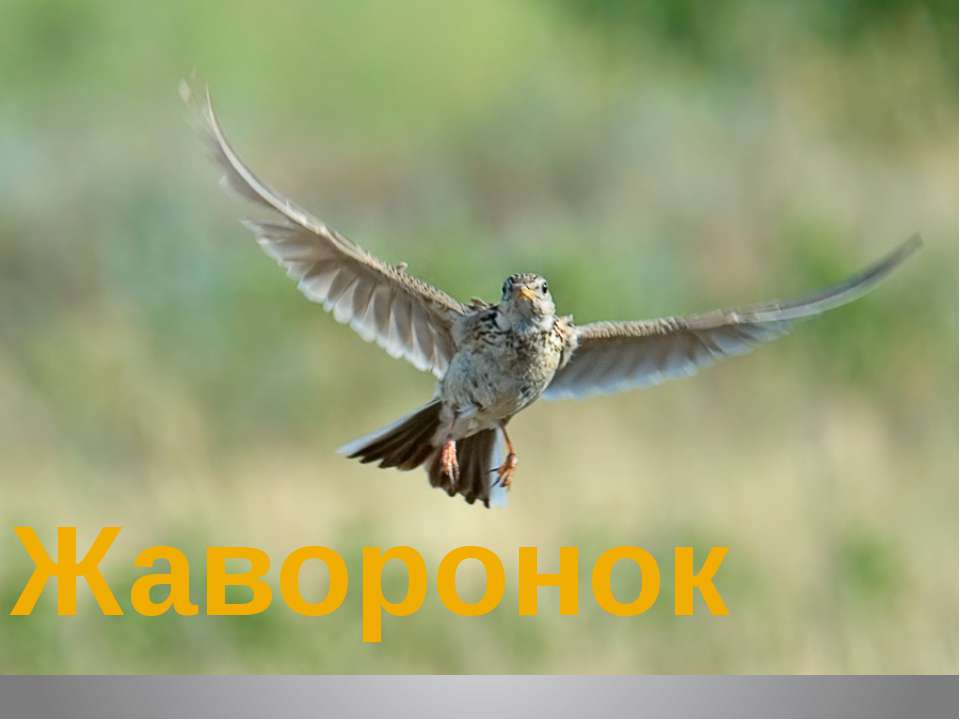 Жаворонок - Скачать презентации бесплатно ☑ Презентации по предметам на gdz-books.ru