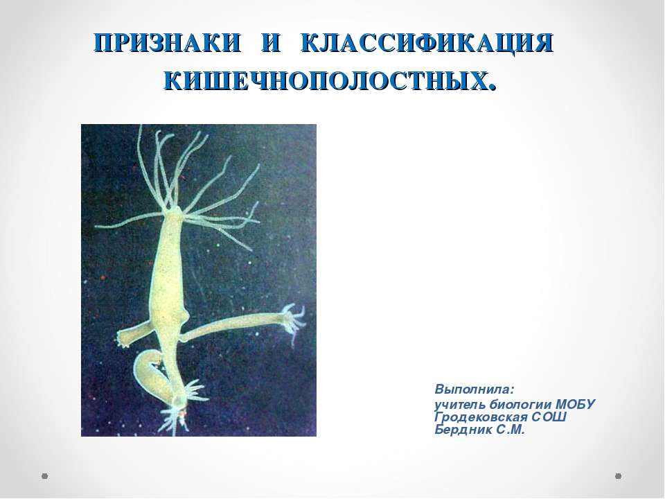 Признаки и классификация кишечнополостных - Скачать презентации бесплатно ☑ Презентации по предметам на gdz-books.ru