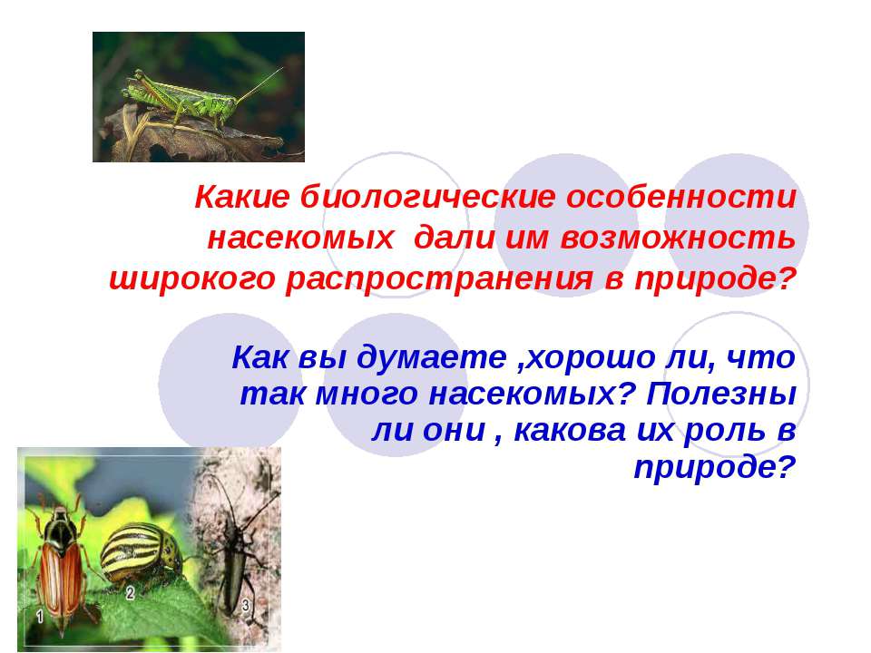 Многообразие насекомых, их роль в природе и жизни человека  - Скачать презентации бесплатно | Читать или скачать учебники для школы онлайн бесплатно ☑ Школьные учебники school-textbook.com