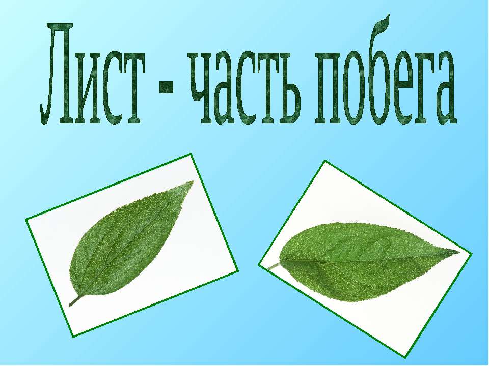 Лист - часть побега  - Скачать презентации бесплатно | Читать или скачать учебники для школы онлайн бесплатно ☑ Школьные учебники school-textbook.com