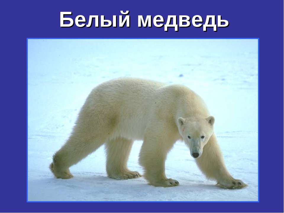 Белый медведь - Скачать презентации бесплатно ☑ Презентации по предметам на gdz-books.ru