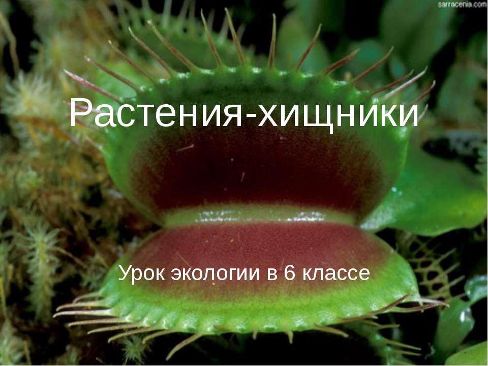 Растения-хищники  - Скачать презентации бесплатно | Читать или скачать учебники для школы онлайн бесплатно ☑ Школьные учебники school-textbook.com