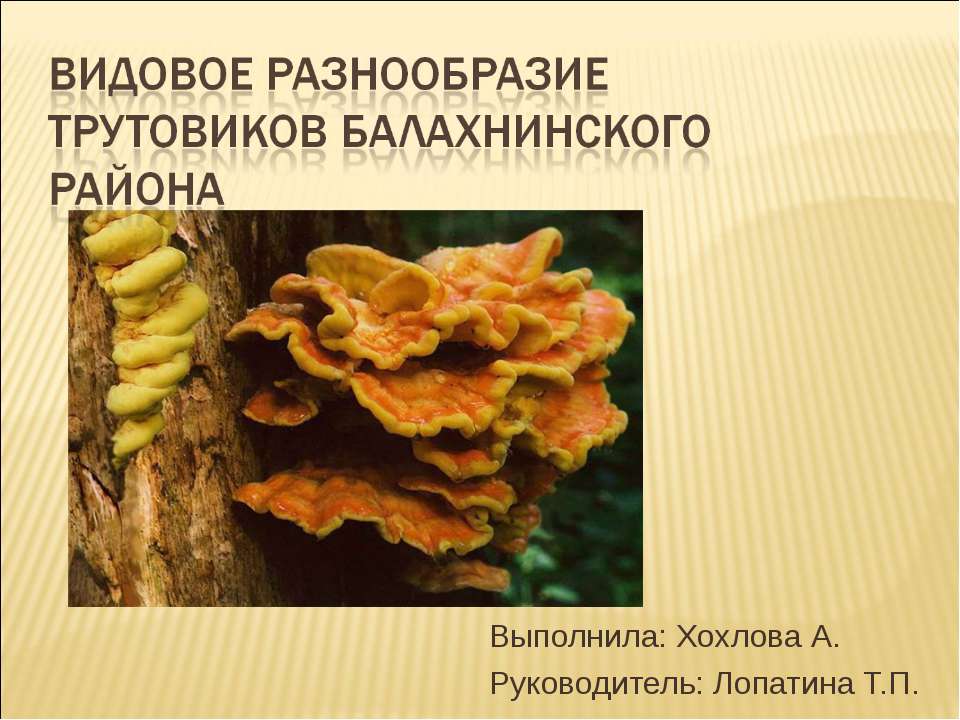 Видовое разнообразие трутовиков Балахнинского района - Скачать презентации бесплатно ☑ Презентации по предметам на gdz-books.ru