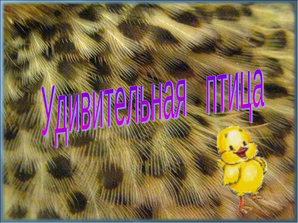 Удивительная птица  - Скачать презентации бесплатно | Читать или скачать учебники для школы онлайн бесплатно ☑ Школьные учебники school-textbook.com