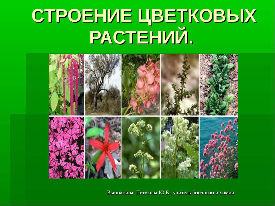 Строение цветковых растений  - Скачать презентации бесплатно | Читать или скачать учебники для школы онлайн бесплатно ☑ Школьные учебники school-textbook.com