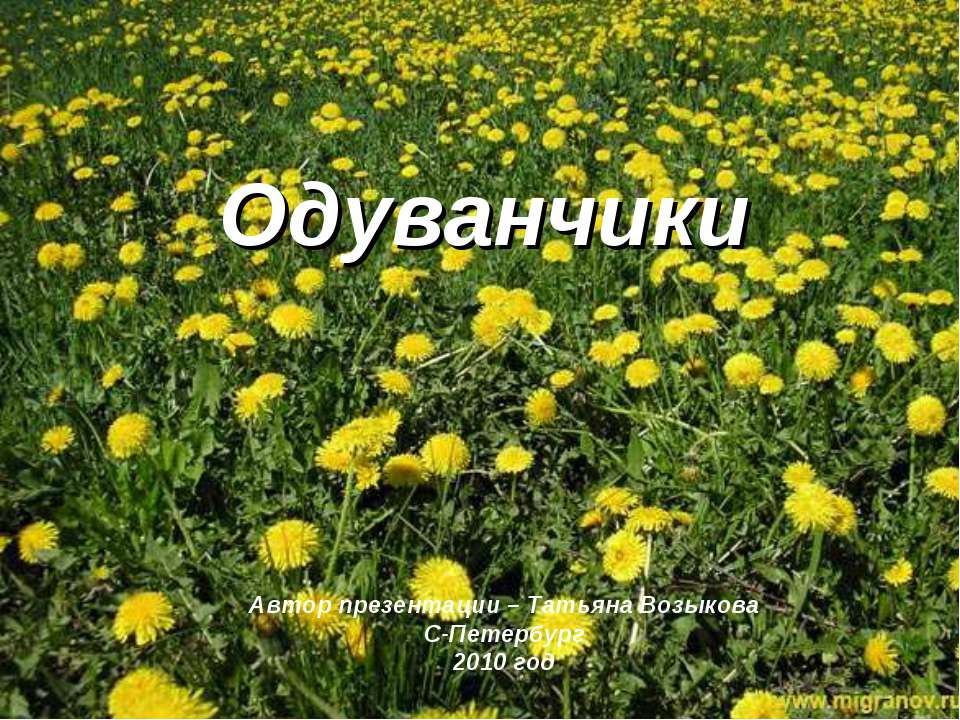 Одуванчики - Скачать презентации бесплатно ☑ Презентации по предметам на gdz-books.ru