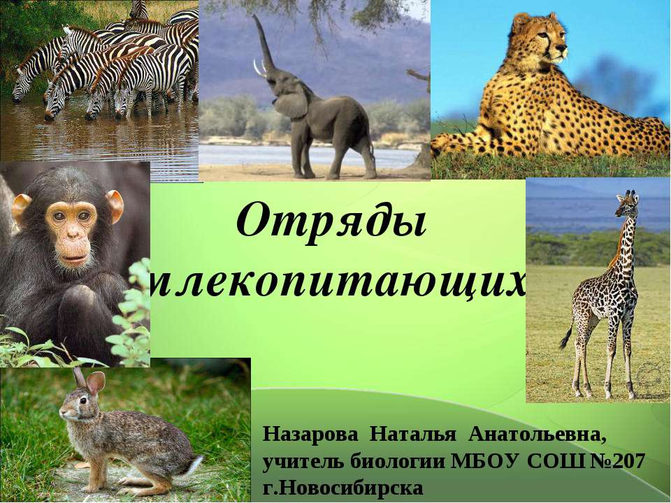 Отряды млекопитающих - Скачать презентации бесплатно ☑ Презентации по предметам на gdz-books.ru