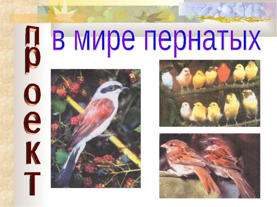 В мире пернатых - Скачать презентации бесплатно ☑ Презентации по предметам на gdz-books.ru