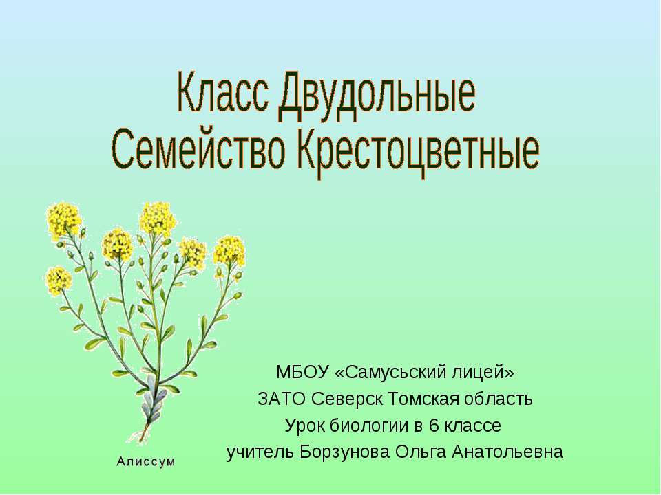 Класс Двудольные Семейство Крестоцветные  - Скачать презентации бесплатно | Читать или скачать учебники для школы онлайн бесплатно ☑ Школьные учебники school-textbook.com
