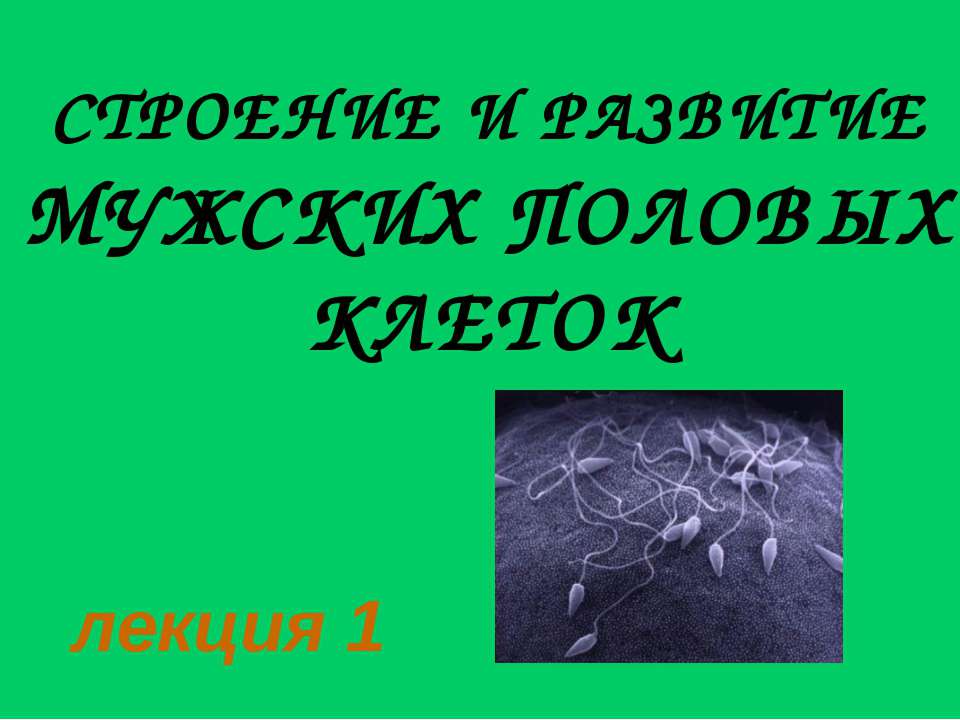 Строение и развитие мужских половых клеток  - Скачать презентации бесплатно | Читать или скачать учебники для школы онлайн бесплатно ☑ Школьные учебники school-textbook.com