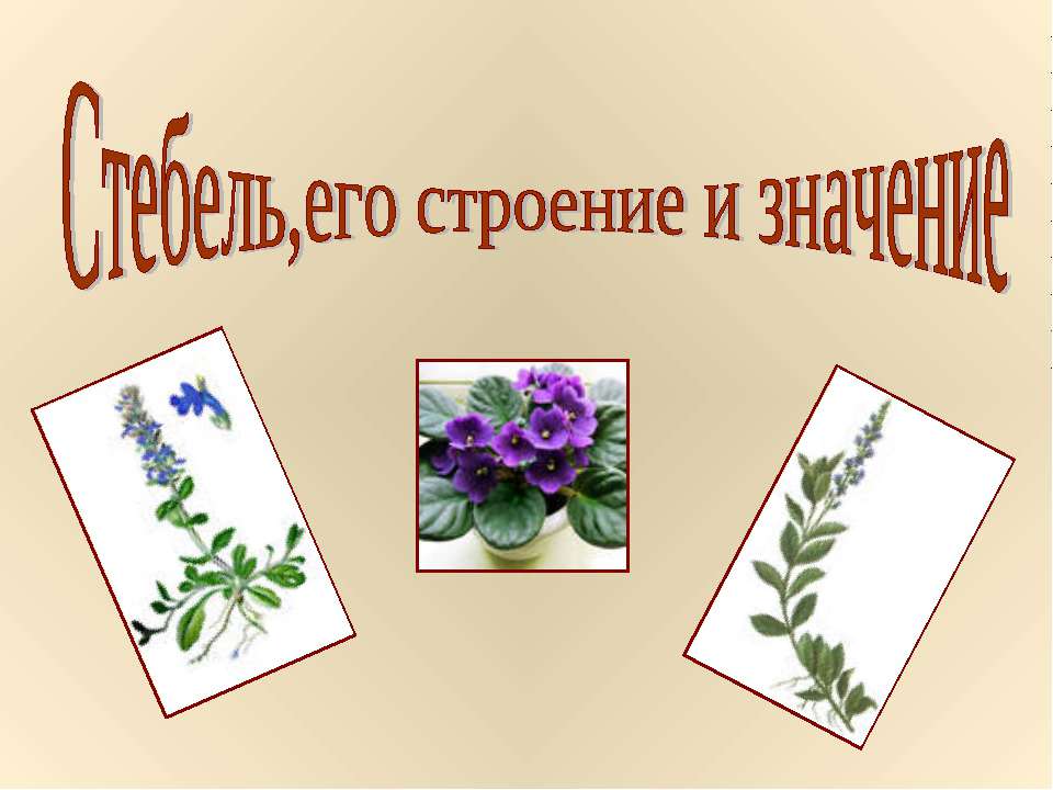 Стебель,его строение и значение - Скачать презентации бесплатно ☑ Презентации по предметам на gdz-books.ru