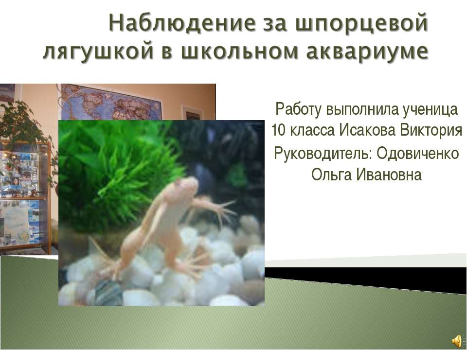 Наблюдение за шпорцевой лягушкой в школьном аквариуме  - Скачать презентации бесплатно | Читать или скачать учебники для школы онлайн бесплатно ☑ Школьные учебники school-textbook.com