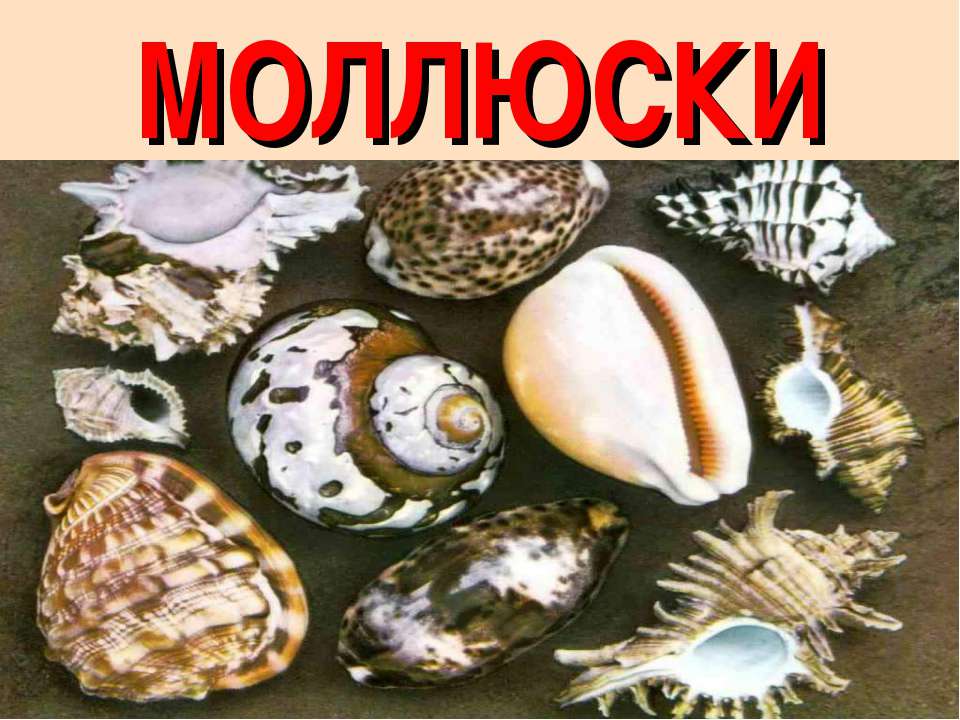 Моллюски  - Скачать презентации бесплатно | Читать или скачать учебники для школы онлайн бесплатно ☑ Школьные учебники school-textbook.com