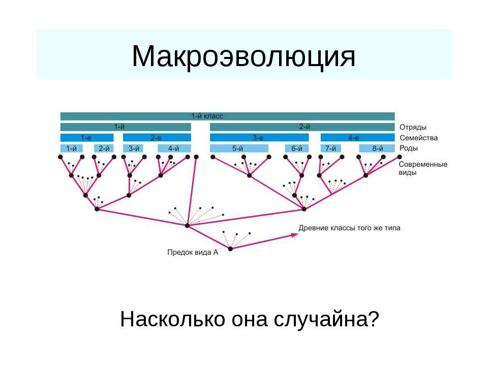 Макроэволюция - Скачать презентации бесплатно ☑ Презентации по предметам на gdz-books.ru