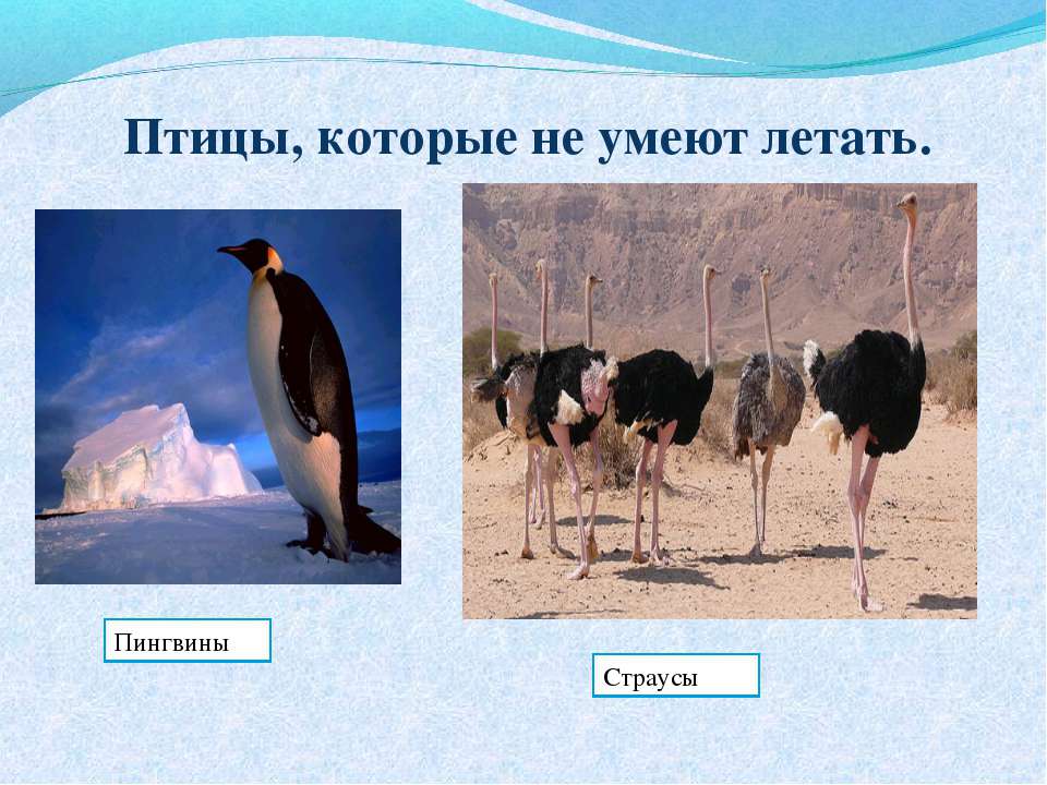 Птицы, которые не умеют летать - Скачать презентации бесплатно ☑ Презентации по предметам на gdz-books.ru