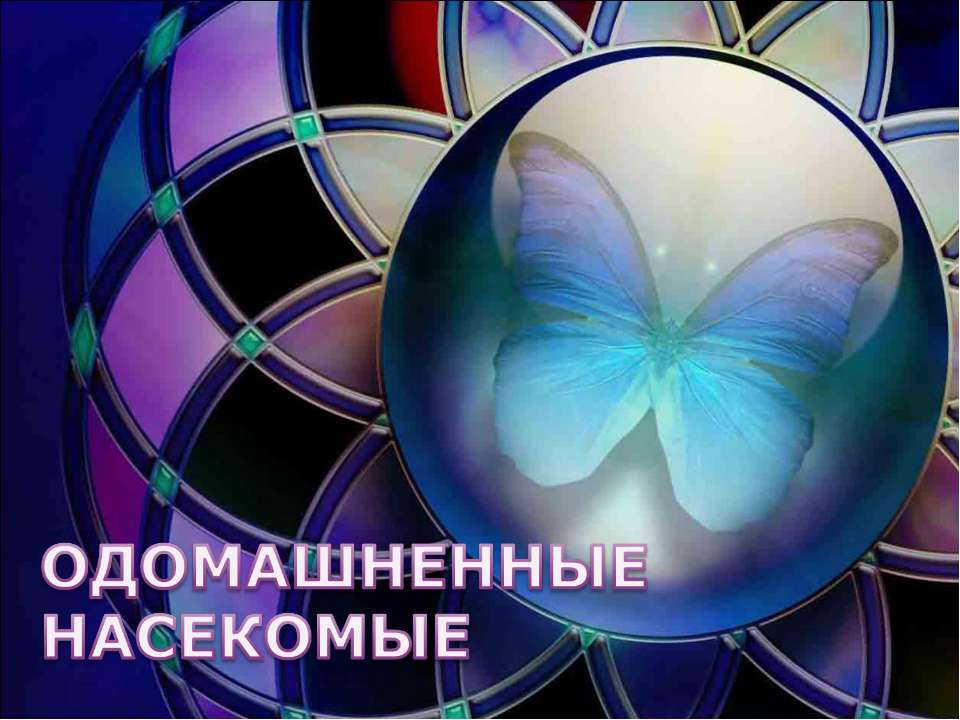 Одомашненные насекомые - Скачать презентации бесплатно ☑ Презентации по предметам на gdz-books.ru
