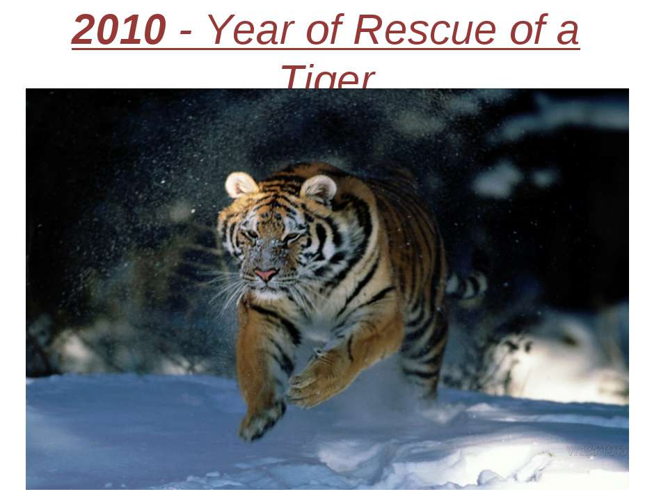 2010 - Year of Rescue of a Tiger - Скачать презентации бесплатно ☑ Презентации по предметам на gdz-books.ru